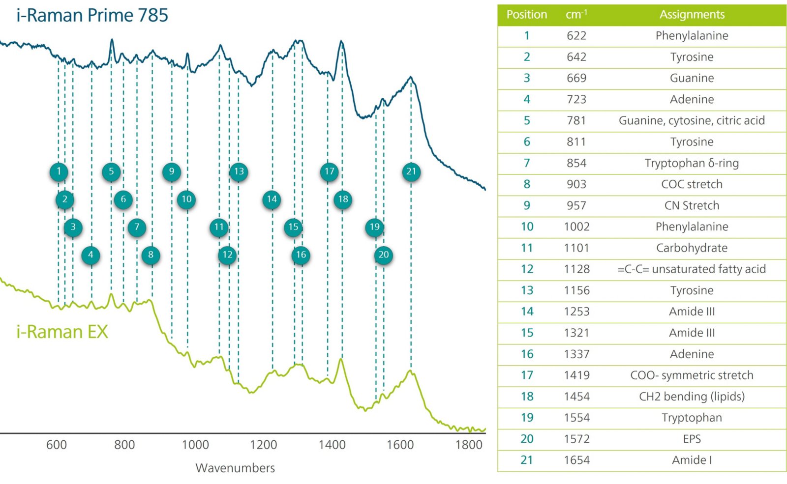 Raman spectra of yellow (teal line) and white (grey line) bacterial colonies formed on the LB agar. 
